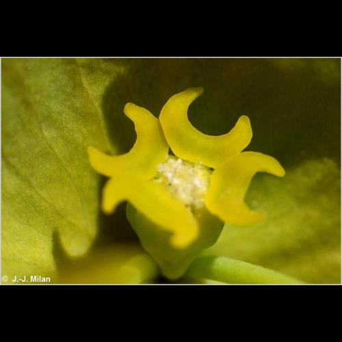 <i>Euphorbia amygdaloides</i> L., 1753 &copy; 