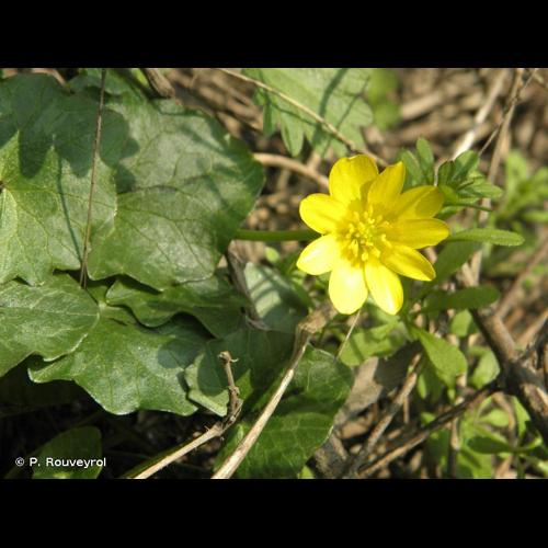 <i>Ficaria verna</i> Huds., 1762 &copy; P. Rouveyrol