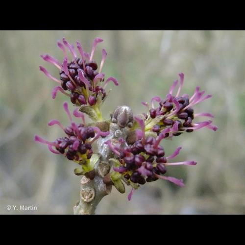 <i>Fraxinus excelsior</i> L., 1753 &copy; 