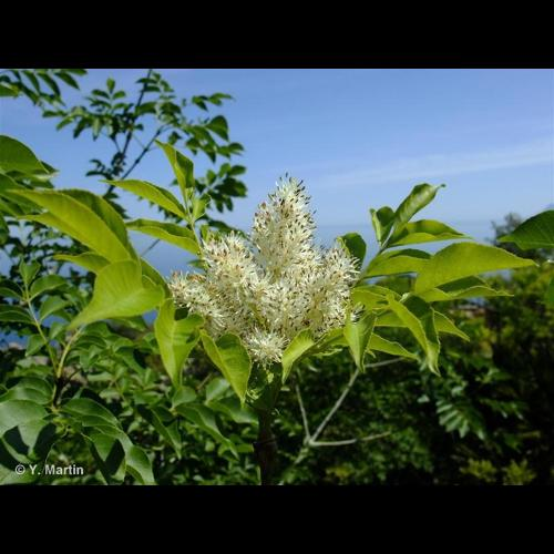 <i>Fraxinus ornus</i> L., 1753 &copy; 