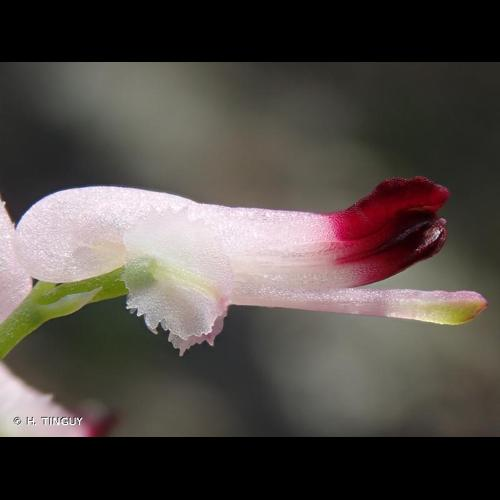 <i>Fumaria muralis</i> Sond. ex W.D.J.Koch, 1845 &copy; H. TINGUY