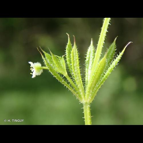 <i>Galium aparine</i> L., 1753 &copy; H. TINGUY