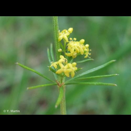 <i>Galium verum</i> L., 1753 &copy; 