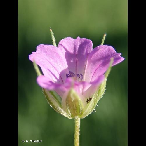 <i>Geranium columbinum</i> L., 1753 &copy; H. TINGUY