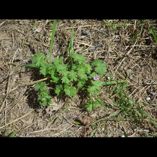 <i>Geranium molle</i> L., 1753 &copy; P. Gourdain