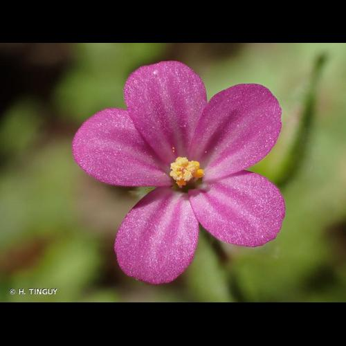 <i>Geranium purpureum</i> Vill., 1786 &copy; H. TINGUY