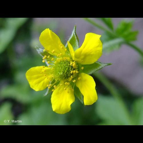 <i>Geum urbanum</i> L., 1753 &copy; 