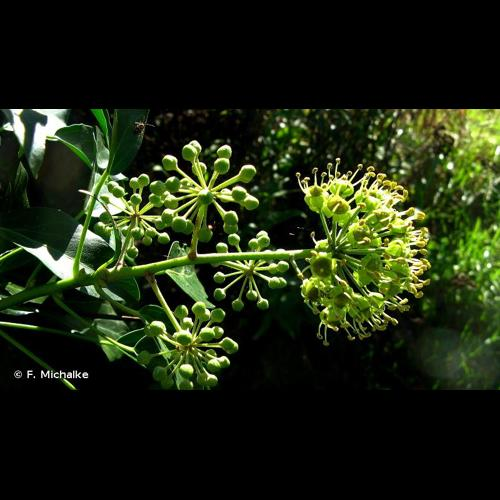 <i>Hedera helix</i> L., 1753 &copy; F. Michalke