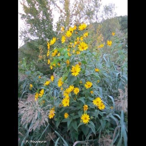 <i>Helianthus tuberosus</i> L., 1753 &copy; P. Rouveyrol