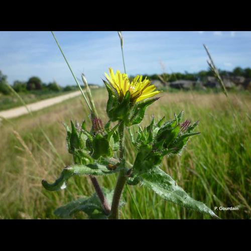 <i>Helminthotheca echioides</i> (L.) Holub, 1973 &copy; P. Gourdain