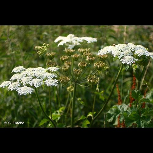 <i>Heracleum sphondylium</i> L., 1753 &copy; S. Filoche