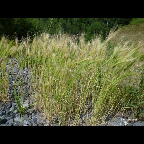 <i>Hordeum murinum</i> L., 1753 &copy; P. Gourdain