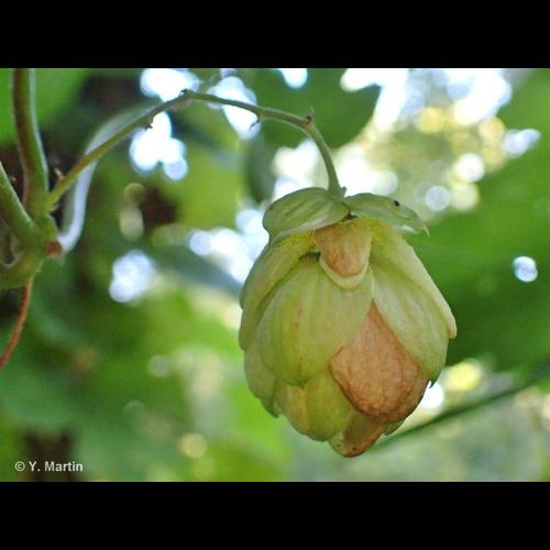 <i>Humulus lupulus</i> L., 1753 &copy; 