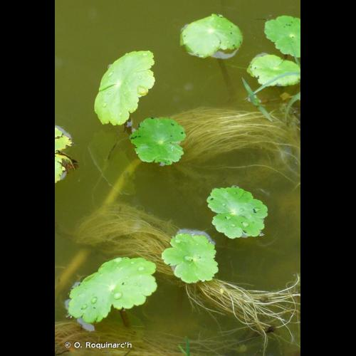 <i>Hydrocotyle ranunculoides</i> L.f., 1782 &copy; O. Roquinarc'h