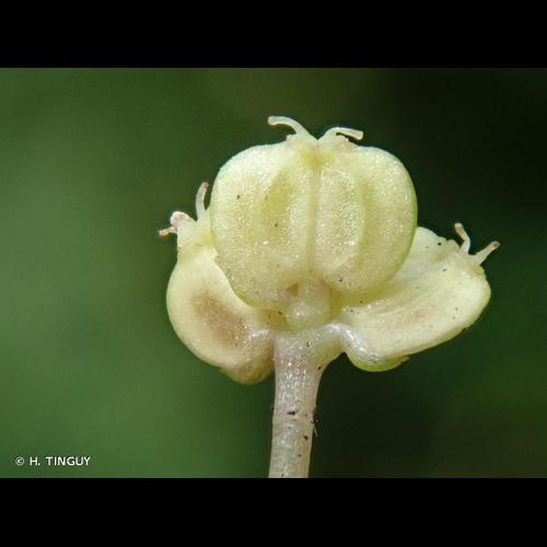 <i>Hydrocotyle vulgaris</i> L., 1753 &copy; H. TINGUY