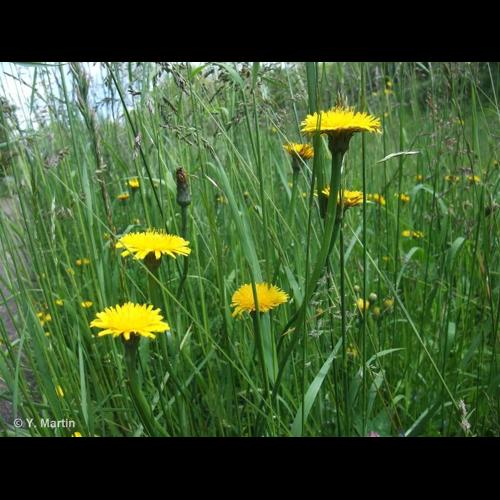 <i>Hypochaeris radicata</i> L., 1753 &copy; 