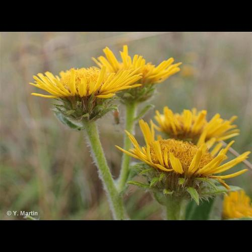 <i>Inula britannica</i> L., 1753 &copy; 