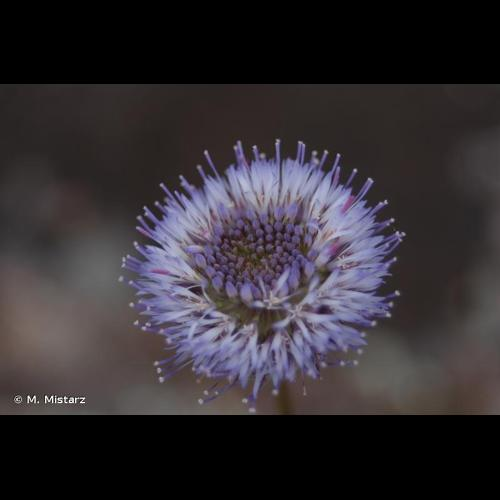 <i>Jasione montana</i> L., 1753 &copy; M. Mistarz