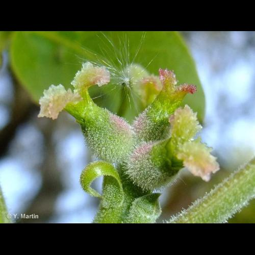 <i>Juglans regia</i> L., 1753 &copy; 