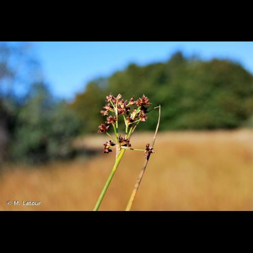 <i>Juncus acutiflorus</i> Ehrh. ex Hoffm., 1791 &copy; M. Latour