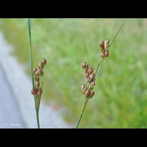 <i>Juncus compressus</i> Jacq., 1762 &copy; 