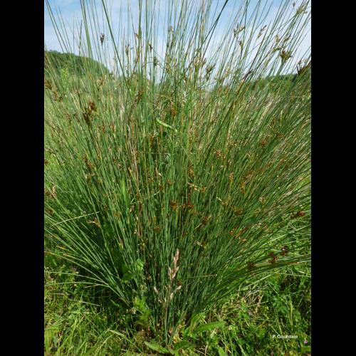 <i>Juncus inflexus</i> L., 1753 &copy; P. Gourdain