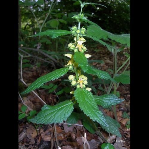 <i>Lamium galeobdolon</i> (L.) L., 1759 &copy; P. Gourdain
