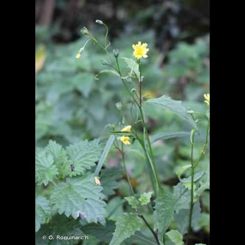 <i>Lapsana communis</i> L., 1753 &copy; O. Roquinarc'h