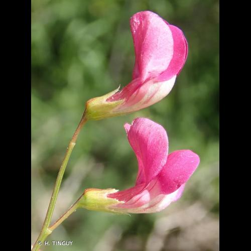 <i>Lathyrus nissolia</i> L., 1753 &copy; H. TINGUY
