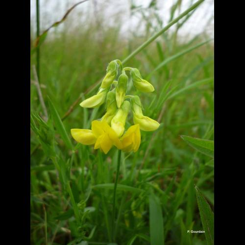 <i>Lathyrus pratensis</i> L., 1753 &copy; P. Gourdain