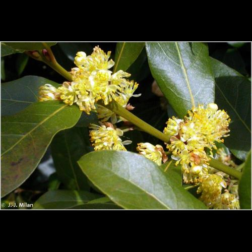 <i>Laurus nobilis</i> L., 1753 &copy; 