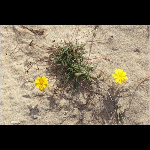 <i>Leontodon saxatilis</i> Lam., 1779 &copy; 