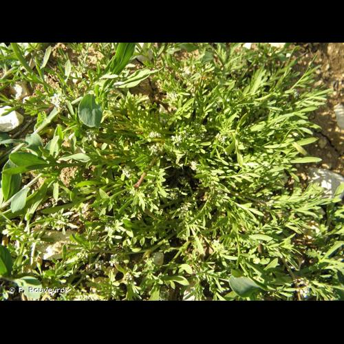 <i>Lepidium didymum</i> L., 1767 &copy; P. Rouveyrol