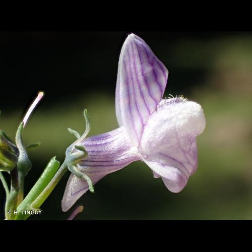<i>Linaria repens</i> (L.) Mill., 1768 &copy; H. TINGUY