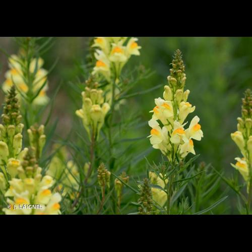 <i>Linaria vulgaris</i> Mill., 1768 &copy; J. LAIGNEL