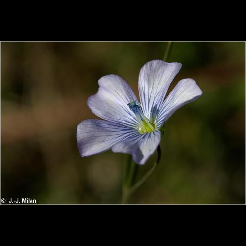 <i>Linum usitatissimum</i> L., 1753 &copy; 