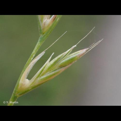 <i>Lolium multiflorum</i> Lam., 1779 &copy; 