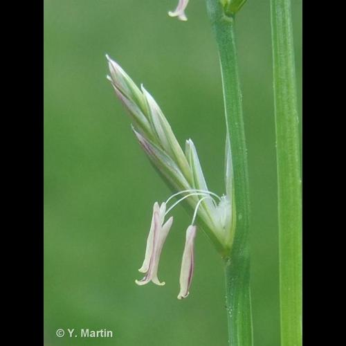 <i>Lolium perenne</i> L., 1753 &copy; 