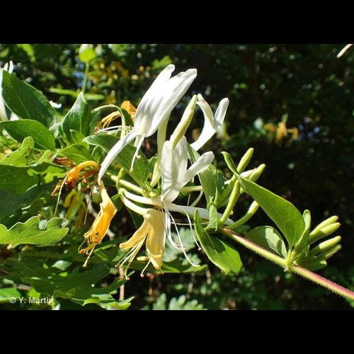 <i>Lonicera japonica</i> Thunb., 1784 &copy; 
