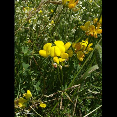 <i>Lotus corniculatus</i> L., 1753 &copy; J. Thevenot