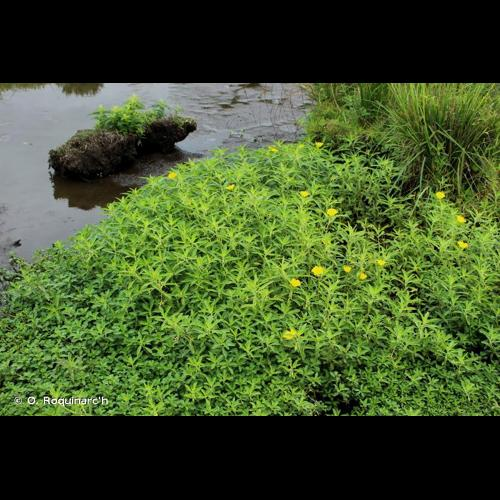 <i>Ludwigia grandiflora</i> (Michx.) Greuter & Burdet, 1987 &copy; O. Roquinarc'h