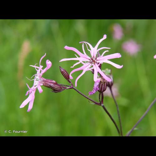 <i>Lychnis flos-cuculi</i> L., 1753 &copy; C. Fournier
