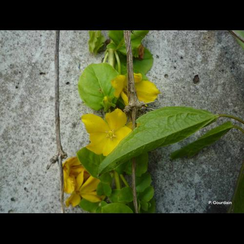 <i>Lysimachia nummularia</i> L., 1753 &copy; P. Gourdain