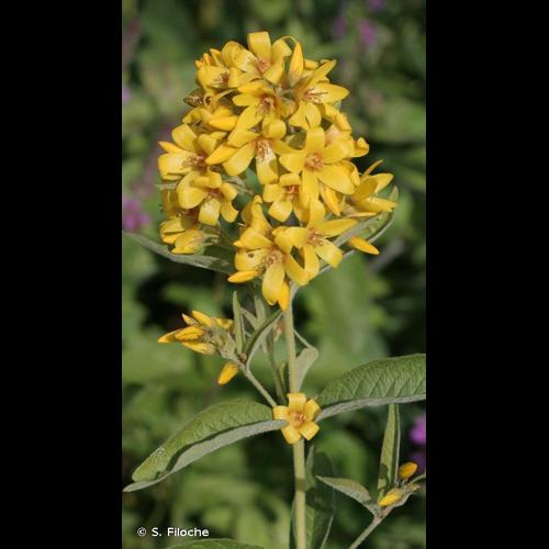 <i>Lysimachia vulgaris</i> L., 1753 &copy; S. Filoche