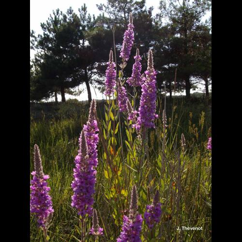 <i>Lythrum salicaria</i> L., 1753 &copy; J. Thévenot