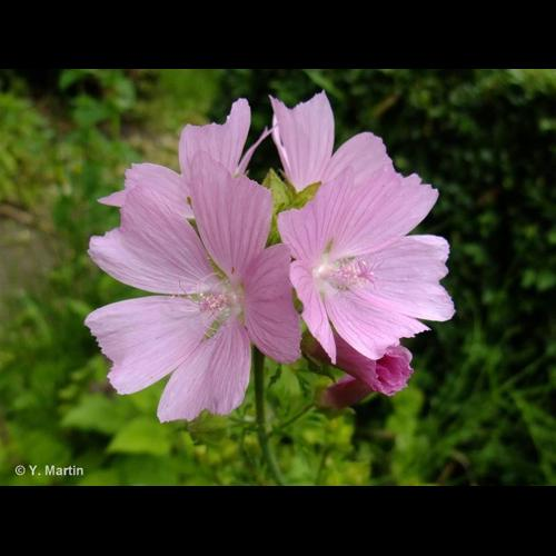 <i>Malva moschata</i> L., 1753 &copy; 