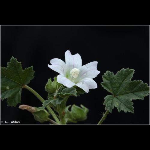 <i>Malva neglecta</i> Wallr., 1824 &copy; 