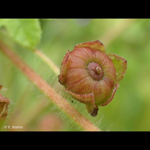 <i>Malva sylvestris</i> L., 1753 &copy; 