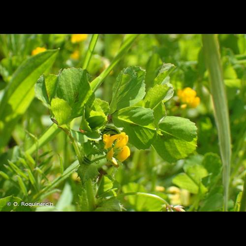<i>Medicago arabica</i> (L.) Huds., 1762 &copy; O. Roquinarc'h