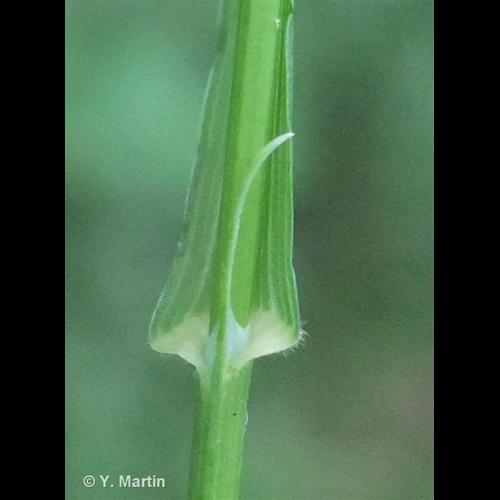 <i>Melica uniflora</i> Retz., 1779 &copy; 